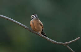 صورة Emberiza goslingi (Alexander 1906)