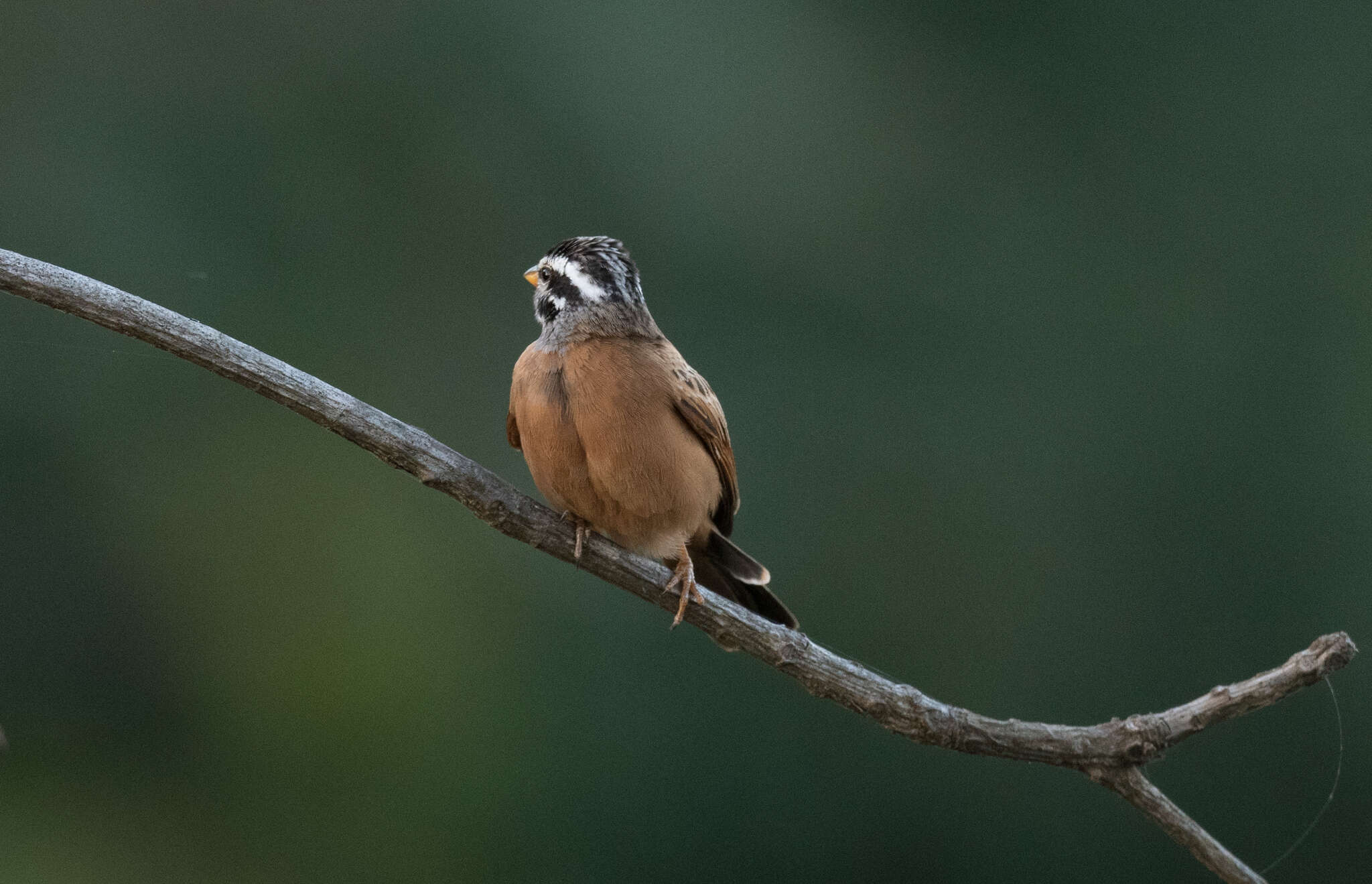 صورة Emberiza goslingi (Alexander 1906)