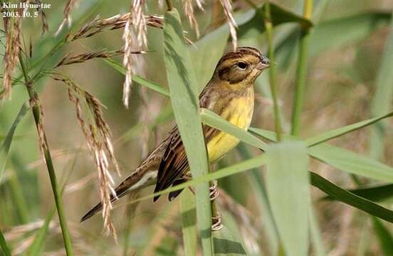 Image of Yellow-breasted Bunting