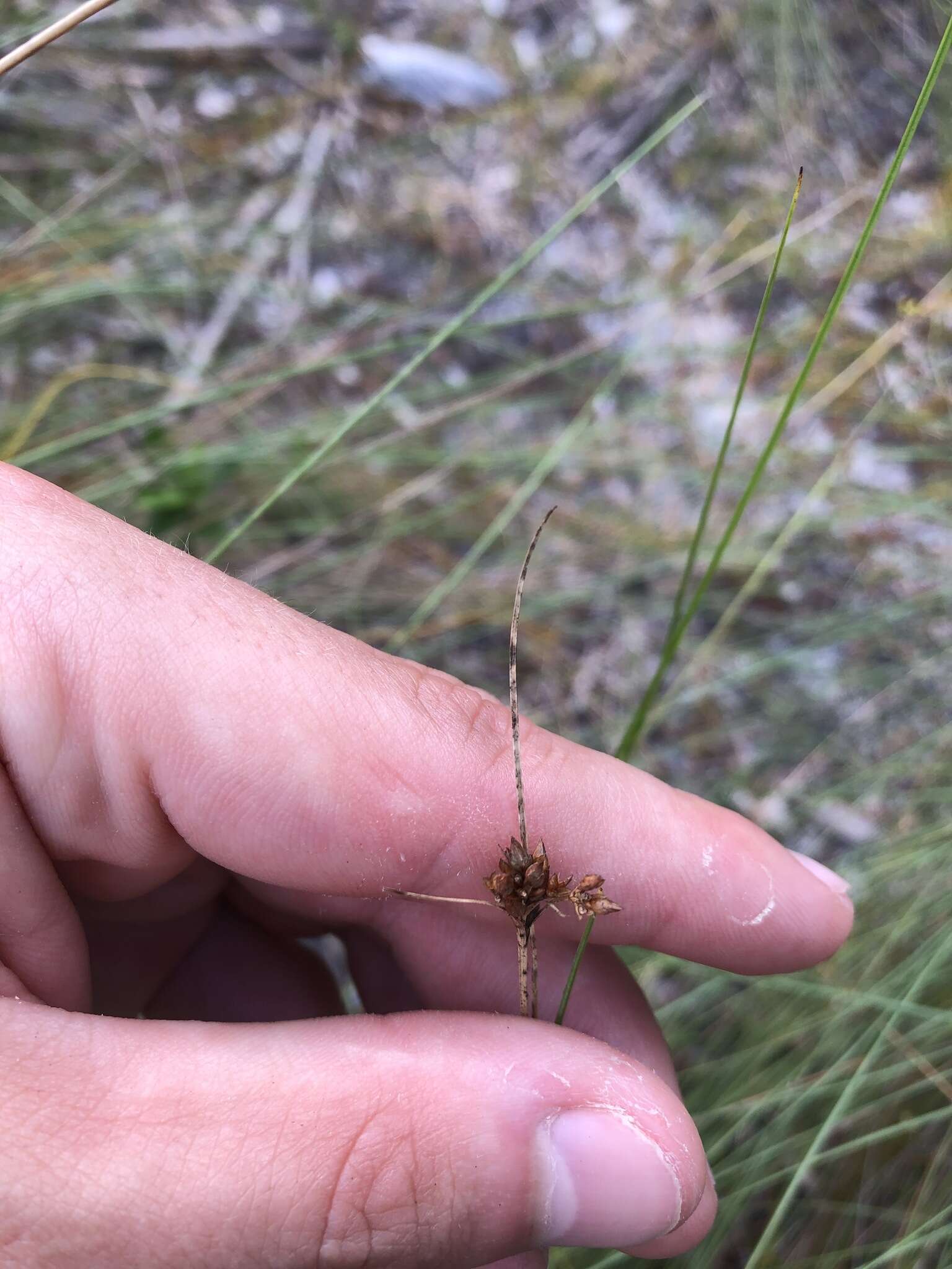 Image of Pine-Barren Beak Sedge