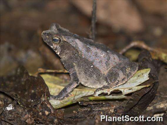 Rhinella alata (Thominot 1884)的圖片