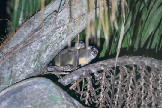 Image of Colombian Gray Night Monkey