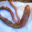 Image of bloodworm (local usage in South Africa for Arenicola loveni, although lugworm is the worldwide English vernacular for genus Arenicola)