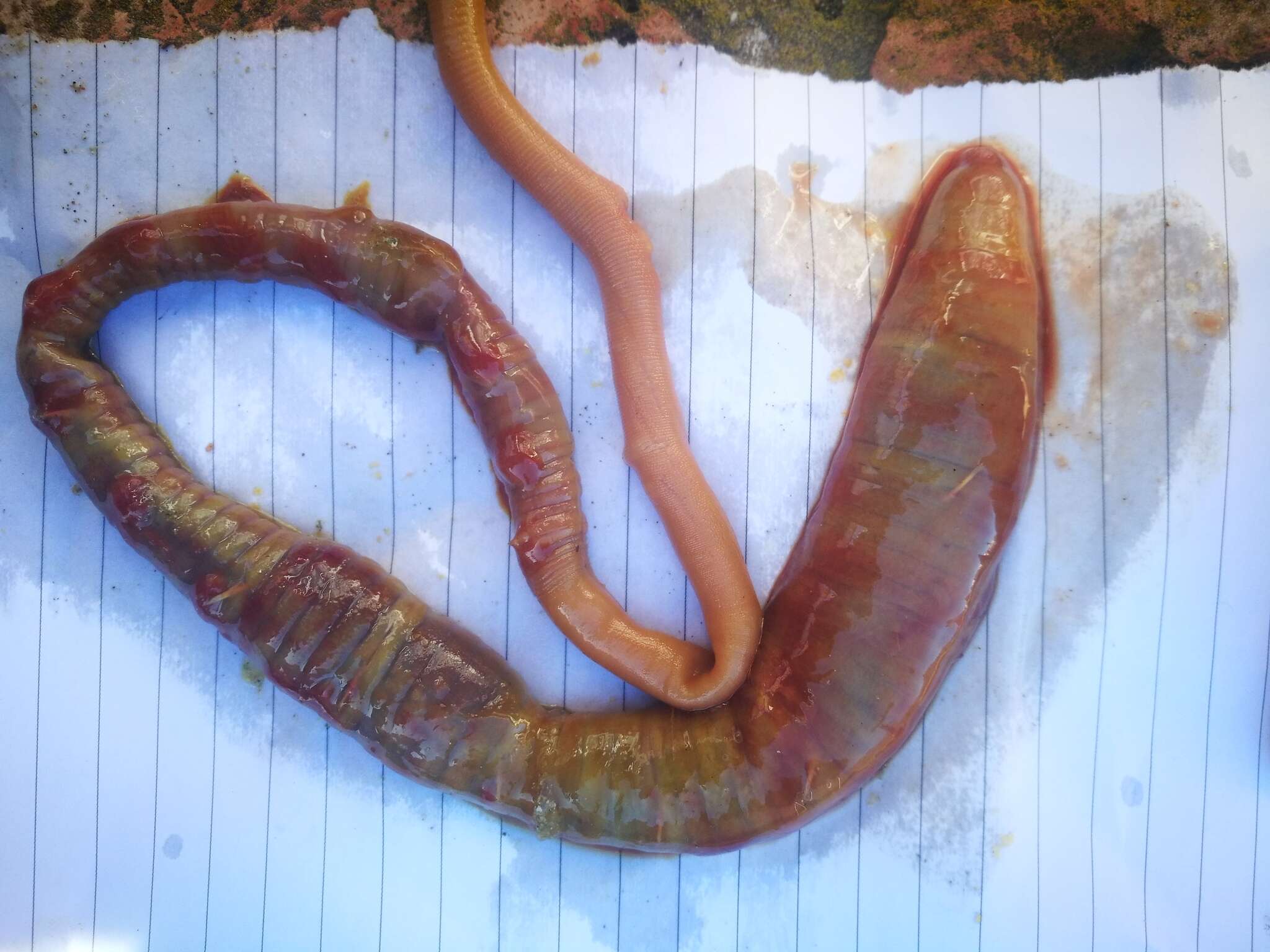 Image of bloodworm (local usage in South Africa for Arenicola loveni, although lugworm is the worldwide English vernacular for genus Arenicola)