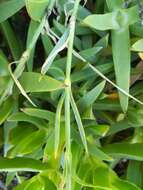 Image of Dianthus rupicola Biv.