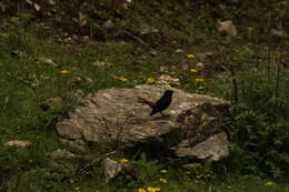 Image of White-capped Redstart