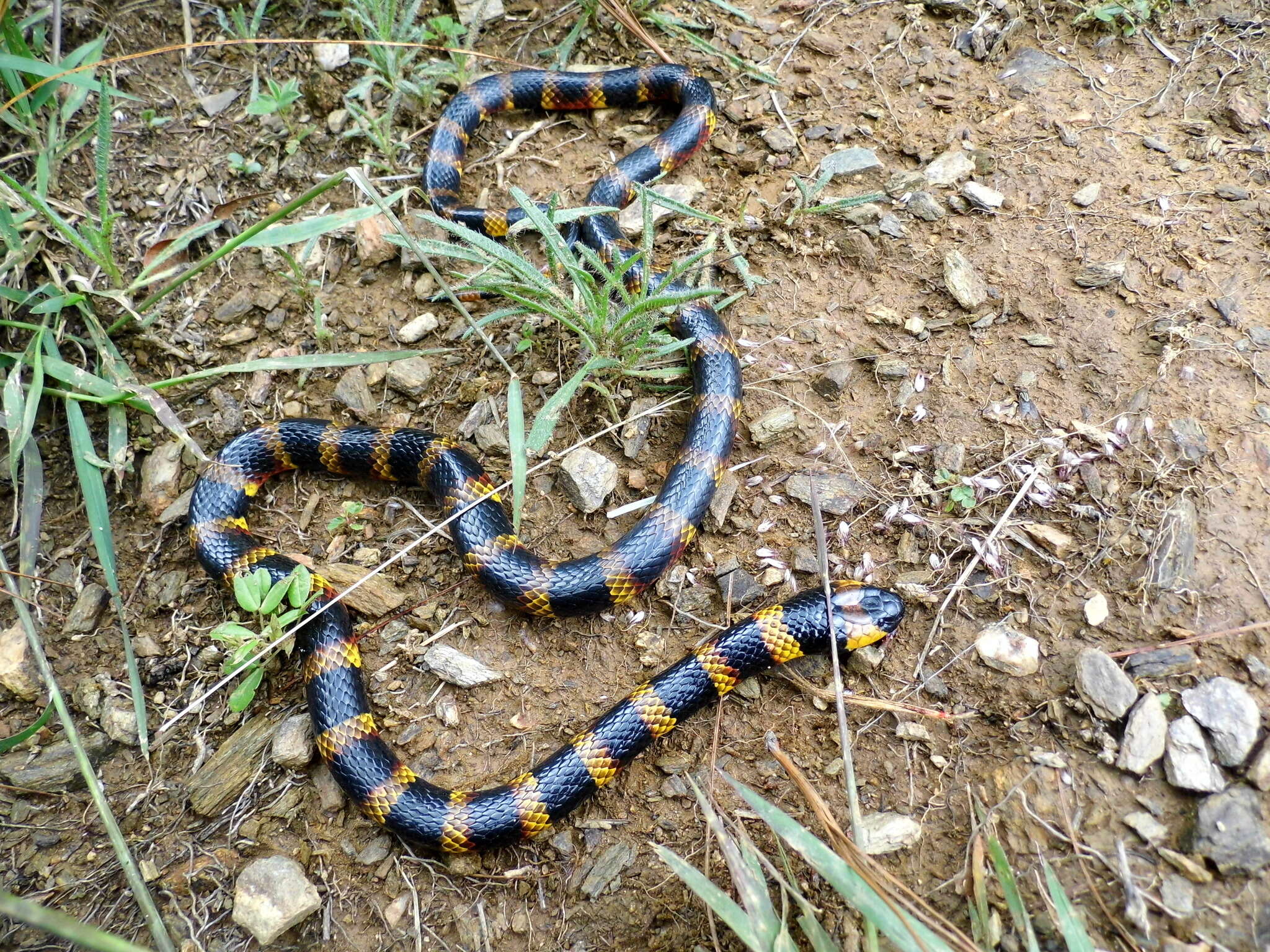 Image of Oaxacan Coral Snake