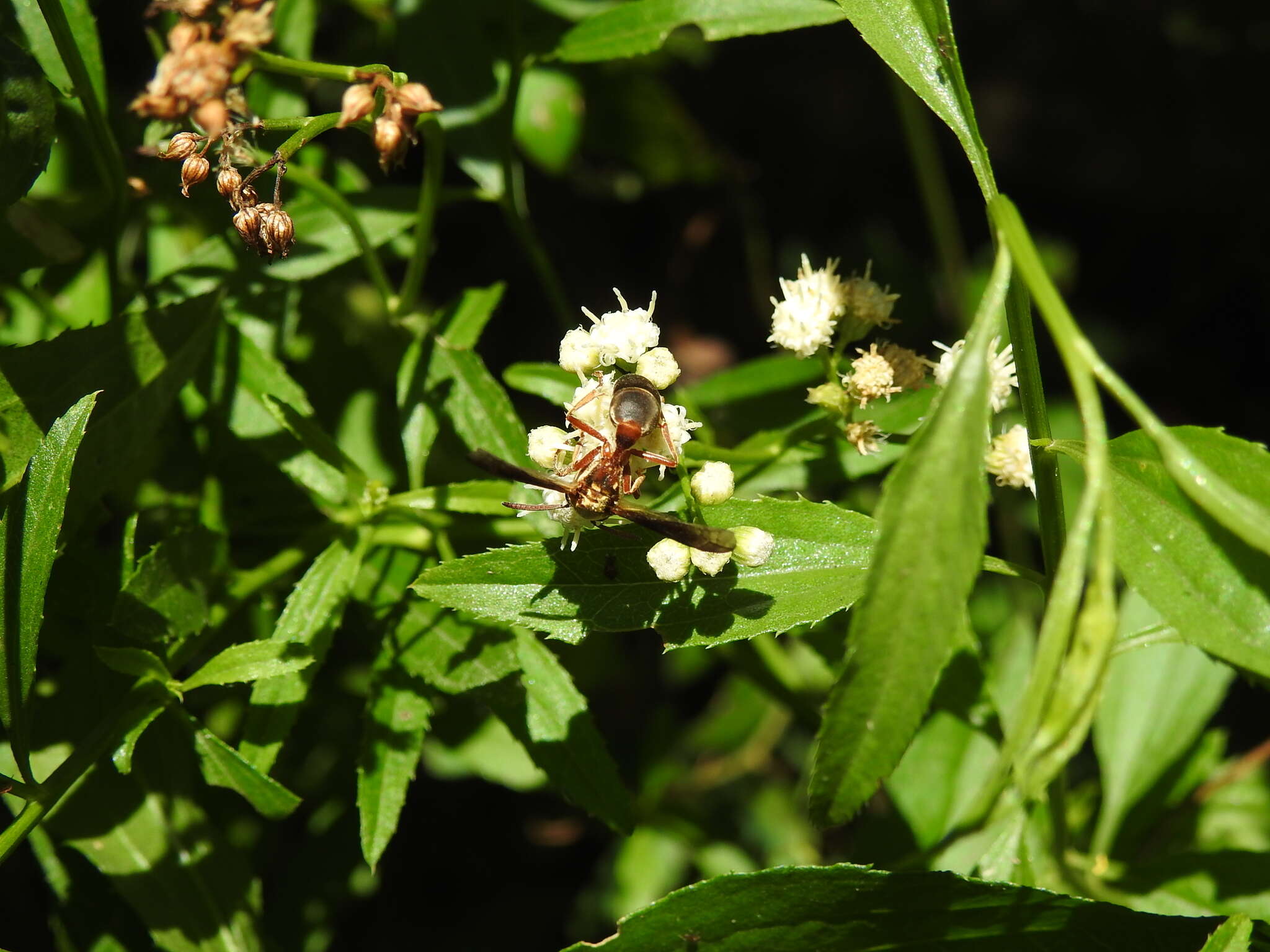 Image de Polybia sericea (Olivier 1792)