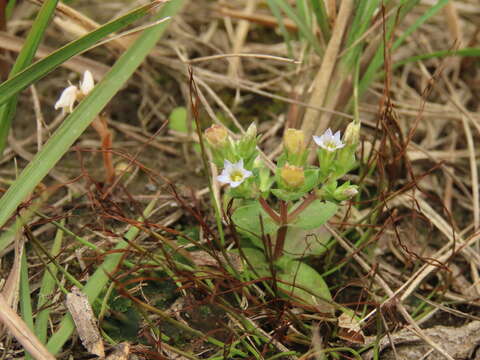 Image of Gentiana yokusai Burkill