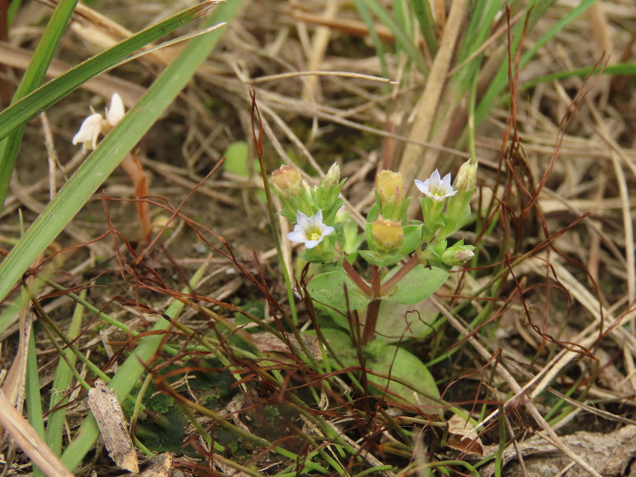 Image de Gentiana yokusai Burkill