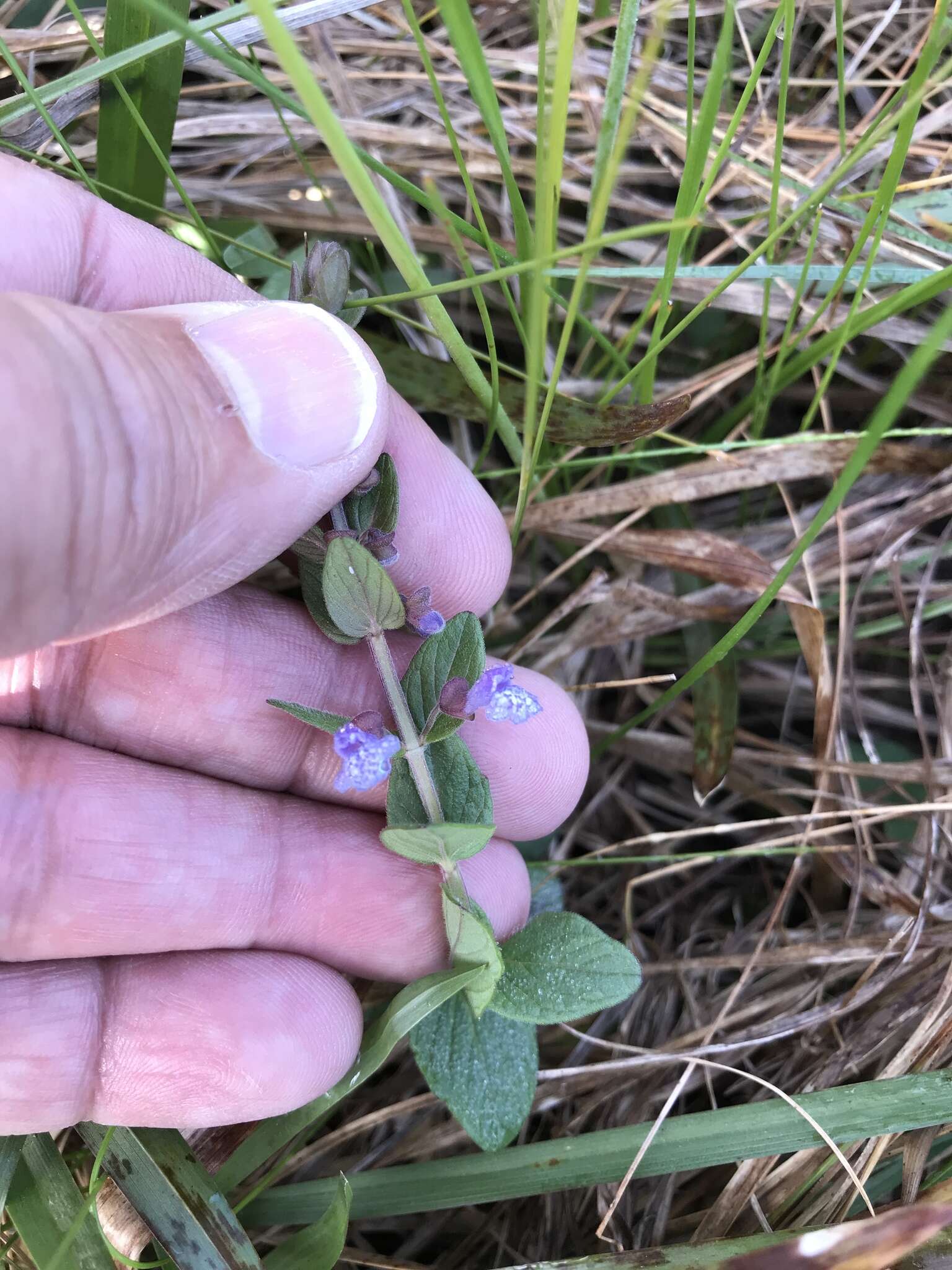 Scutellaria parvula Michx. resmi