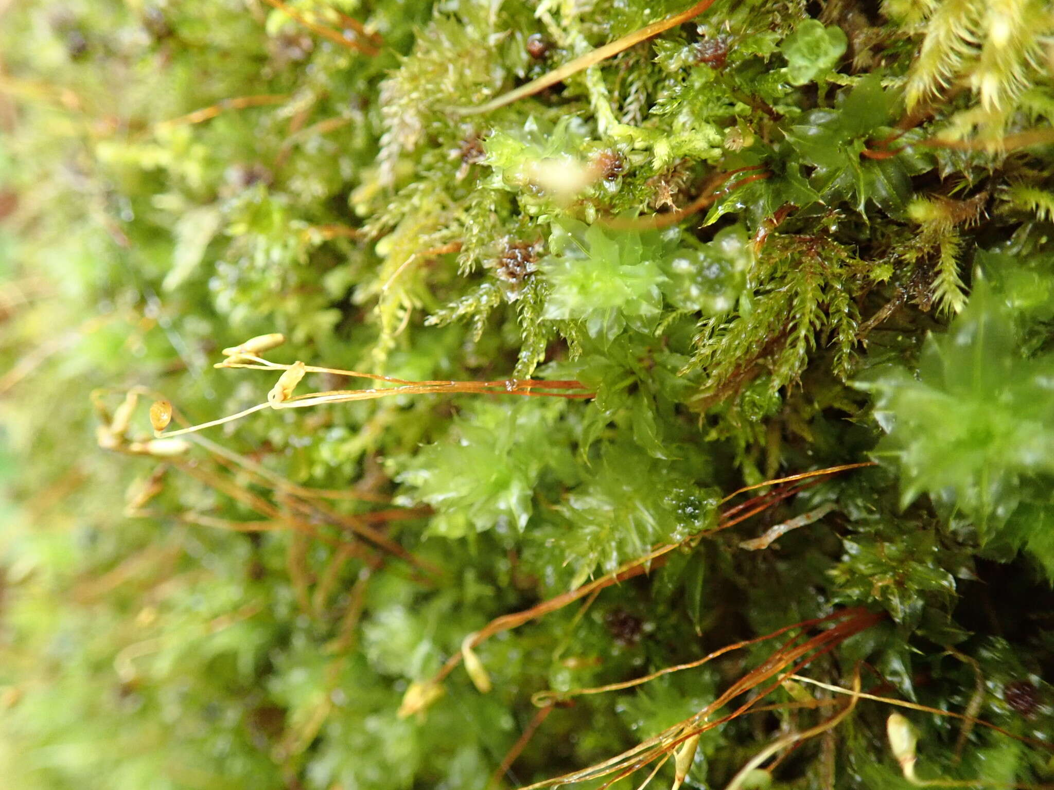 Image of plagiomnium moss