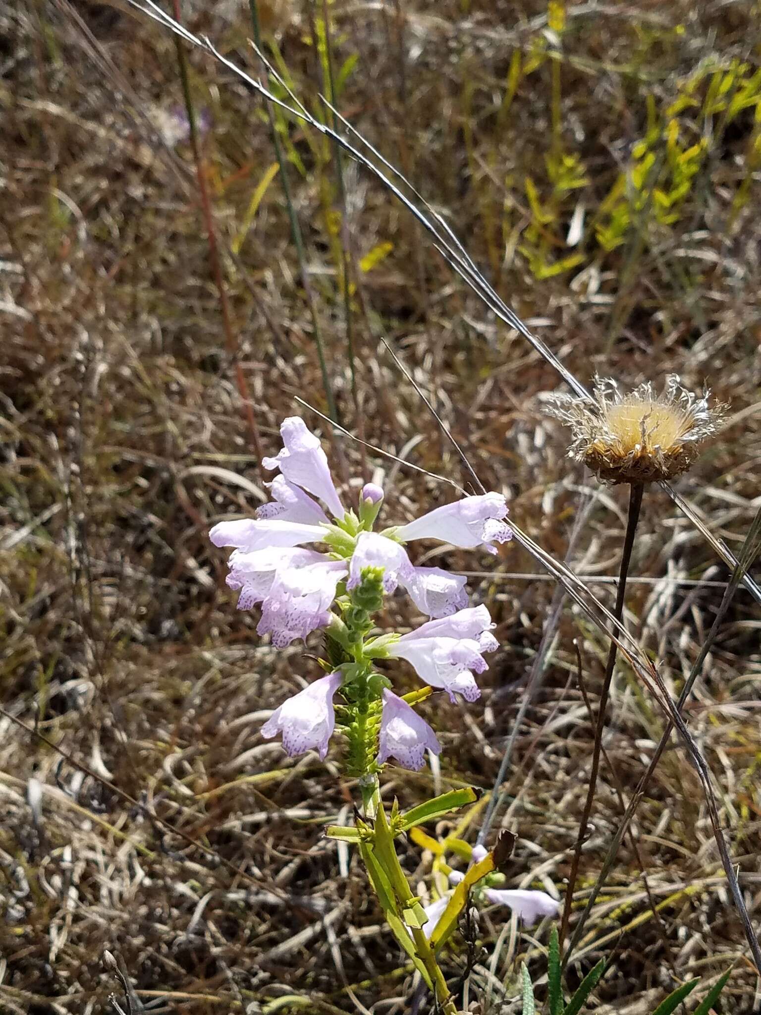 Image of obedient plant