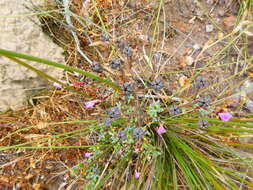 Image of Lampranthus leptaleon (Haw.) N. E. Br.