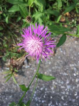 Image of spotted knapweed