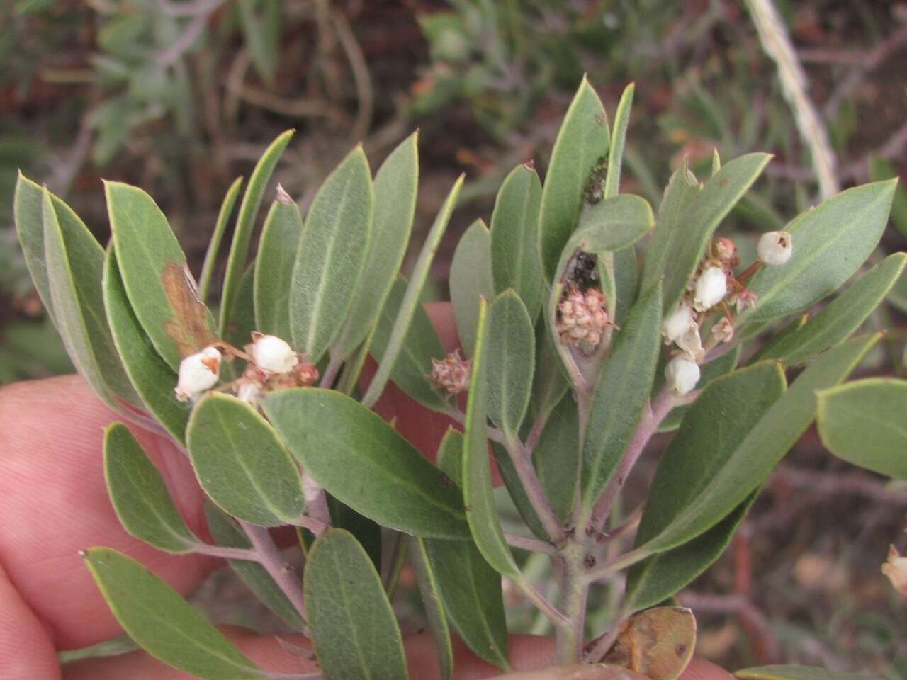 Image of pointleaf manzanita