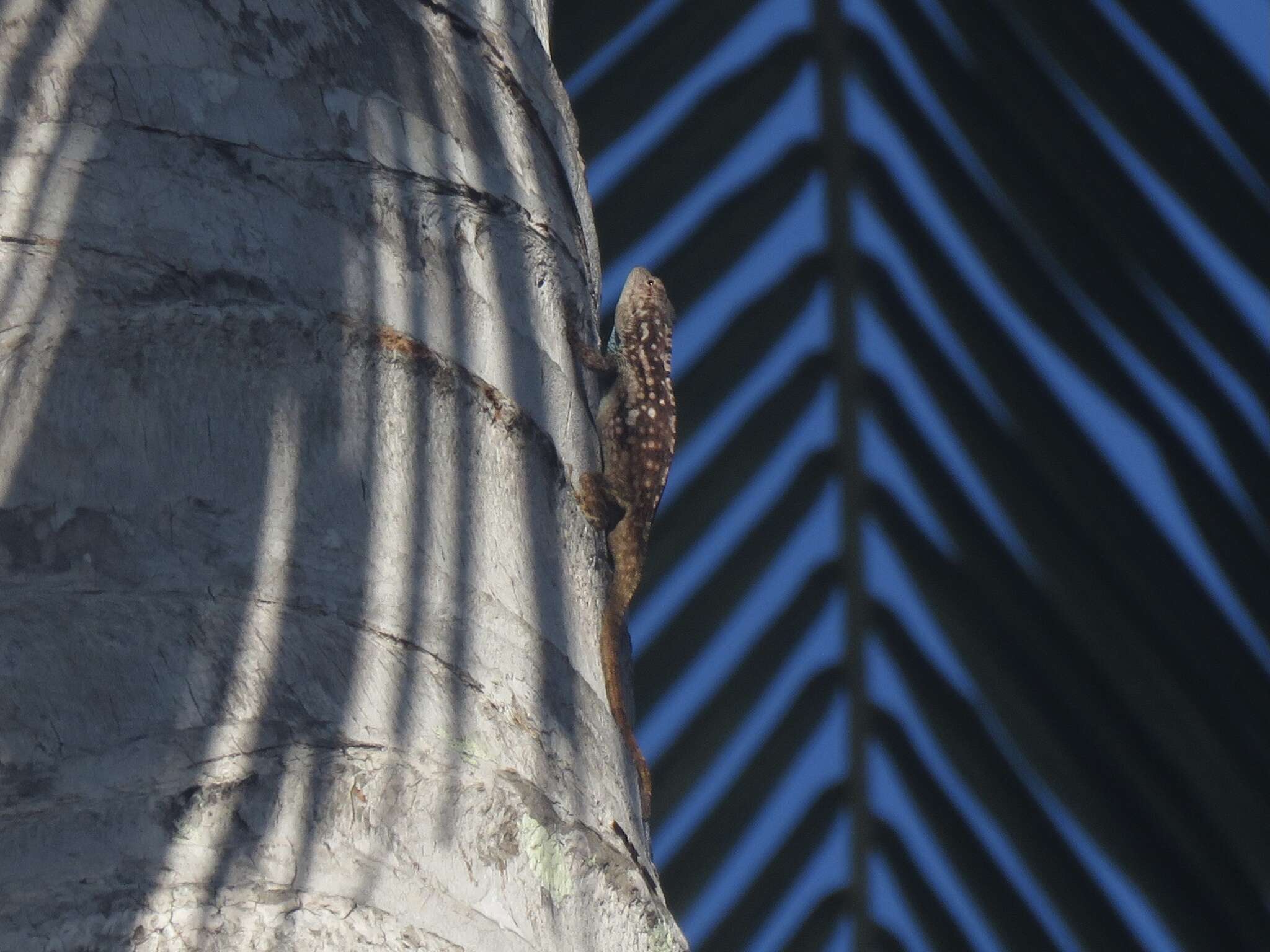 Image of Anolis charlesmyersi Köhler 2010