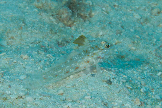 Image of Blacktip sandgoby