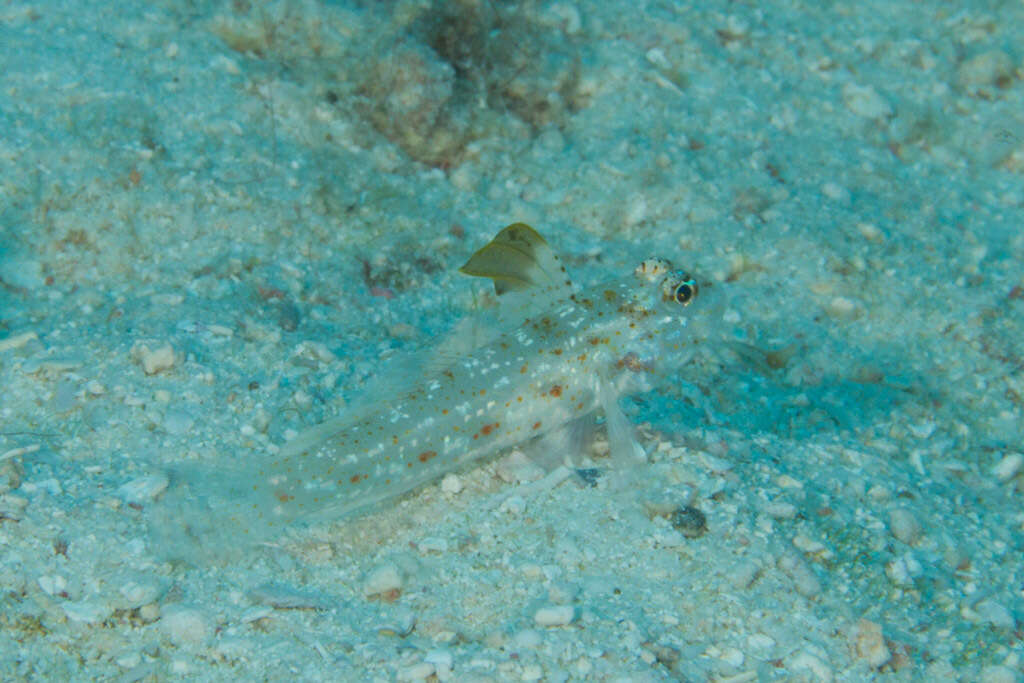 Fusigobius melacron (Randall 2001) resmi