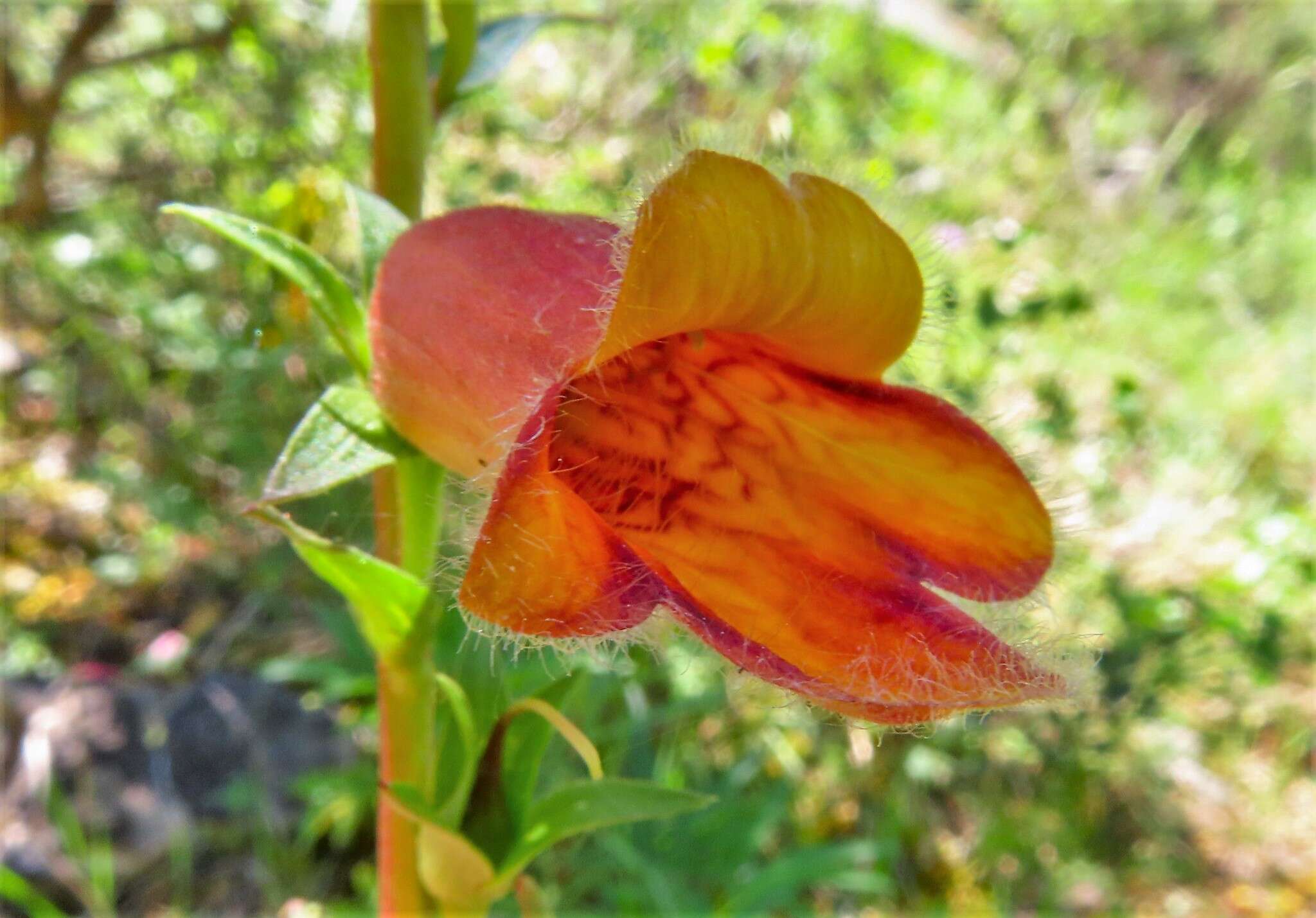 Image de Digitalis obscura L.