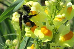 Image of Yellow Bumblebee