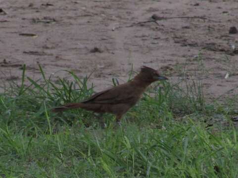 Pseudoseisura lophotes (Reichenbach 1853)的圖片