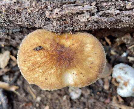 Слика од Pluteus granularis Peck 1885