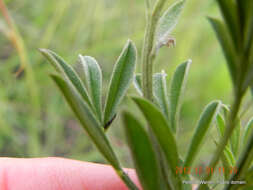 Imagem de Indigofera hilaris Eckl. & Zeyh.