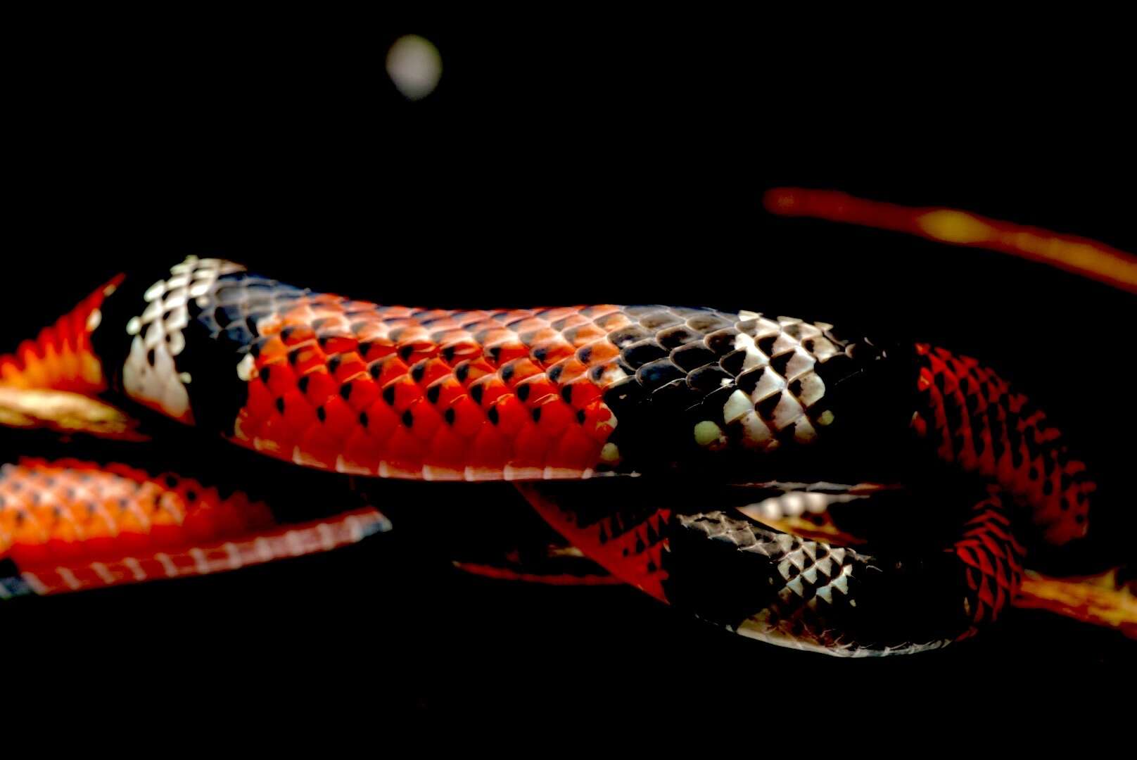 Image of False Coral Snake