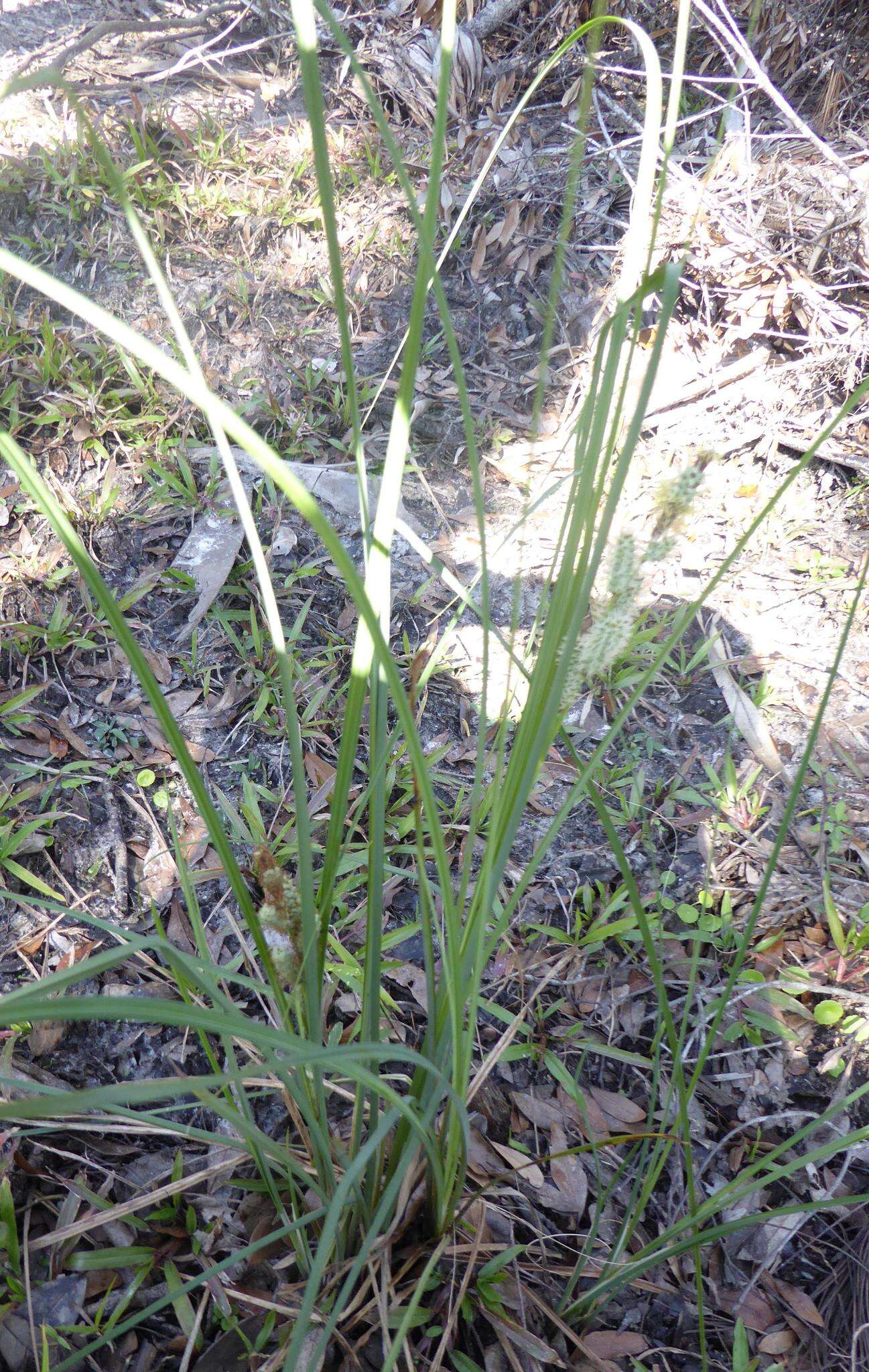 Image of Warty Sedge