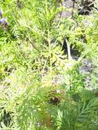 Image of Lavandula canariensis subsp. palmensis Upson & S. Andrews