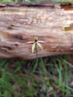 Plancia ëd Caladenia transitoria D. L. Jones