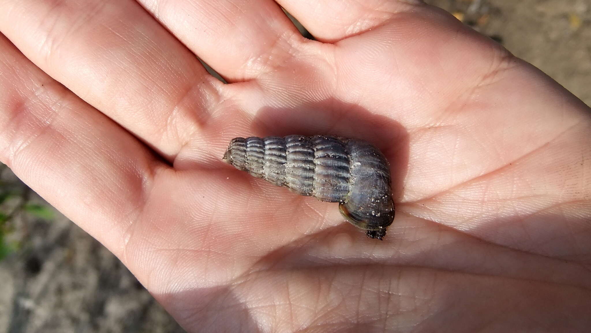 Image of truncated mangrove snail