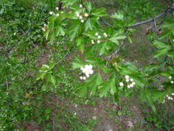 Слика од Crataegus rhipidophylla Gand.