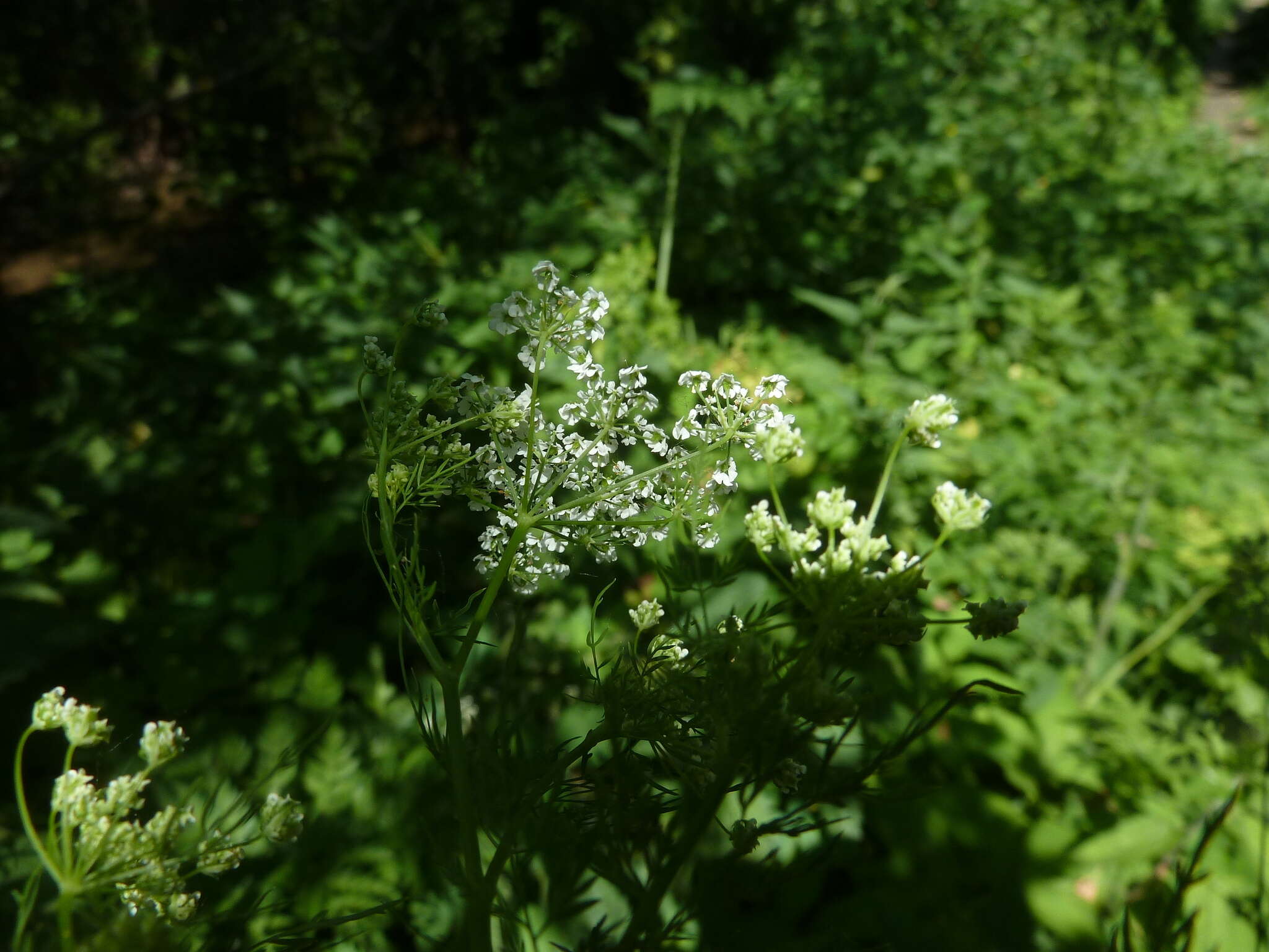 Image of Chaerophyllum prescottii DC.