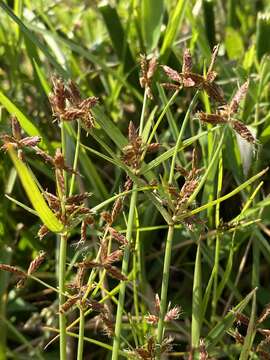 Image de Cyperus mundii (Nees) Kunth