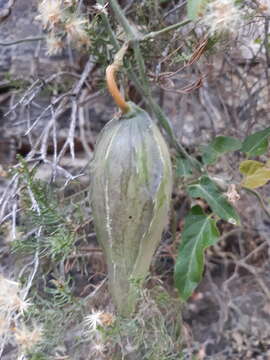 Image of Arizona milkvine