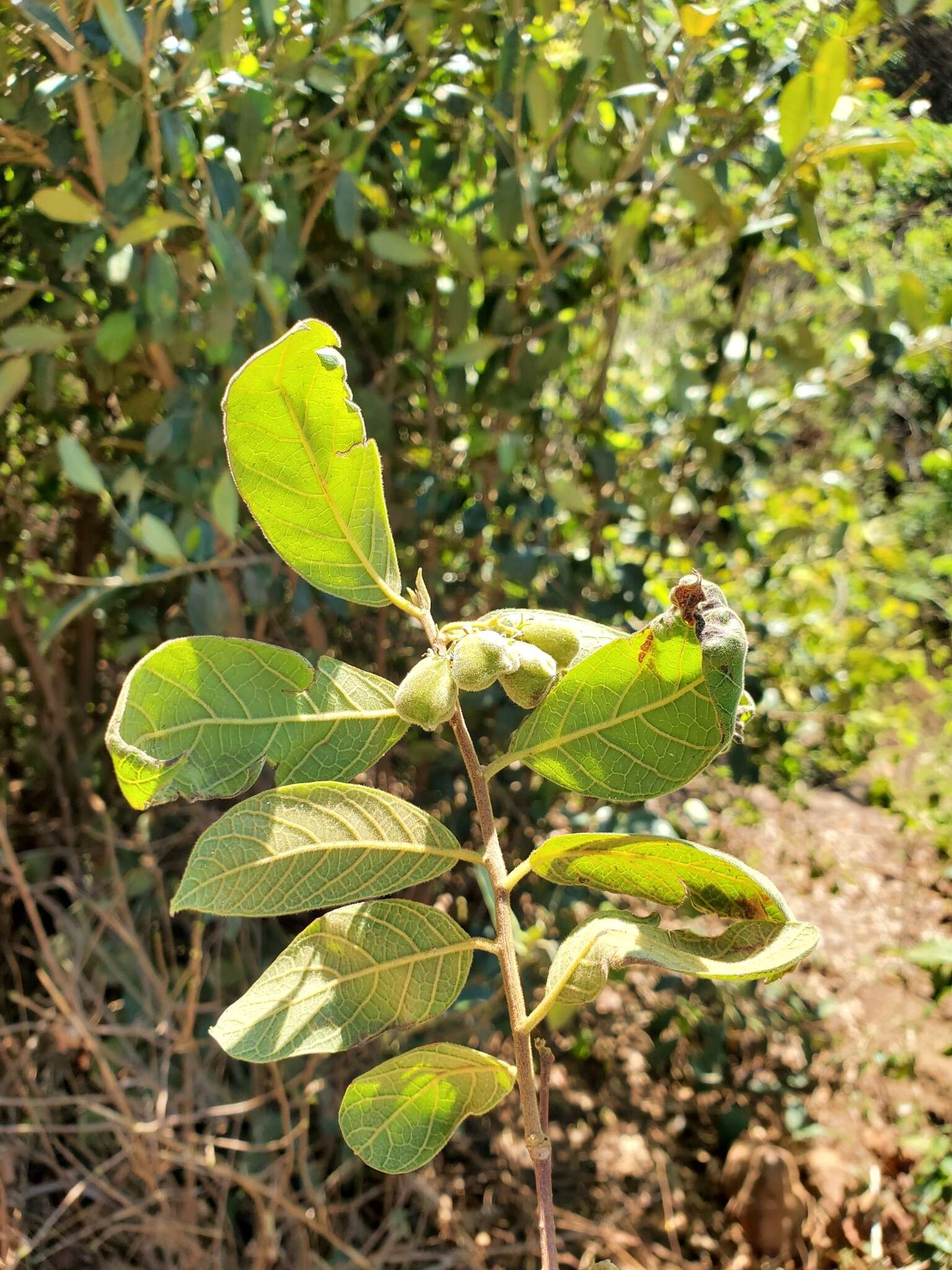 Imagem de Dichapetalum bojeri (Tul.) Engl.