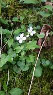 Image de Cardamine clematitis Shuttlew. ex A. Gray