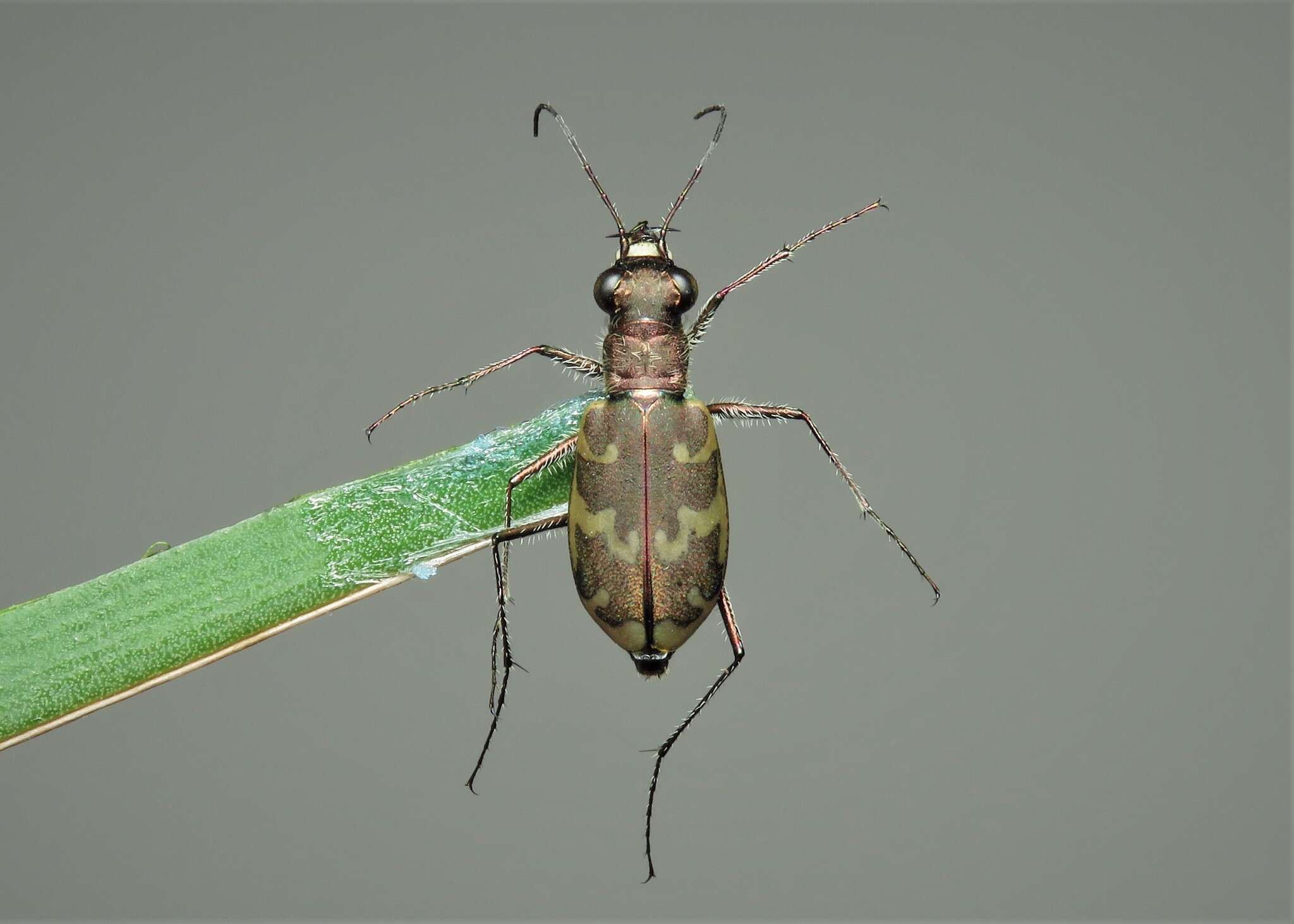 Sivun Cylindera (Eugrapha) arenaria viennensis (Schrank 1781) kuva