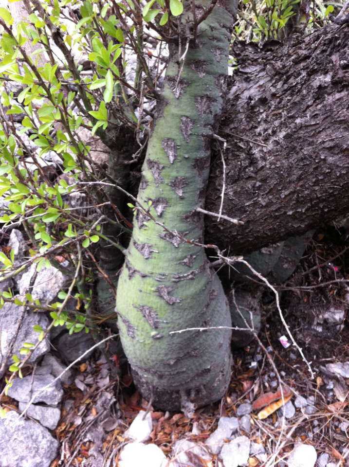 Imagem de Fouquieria fasciculata (Willd. ex Roem. & Schult.) Nash