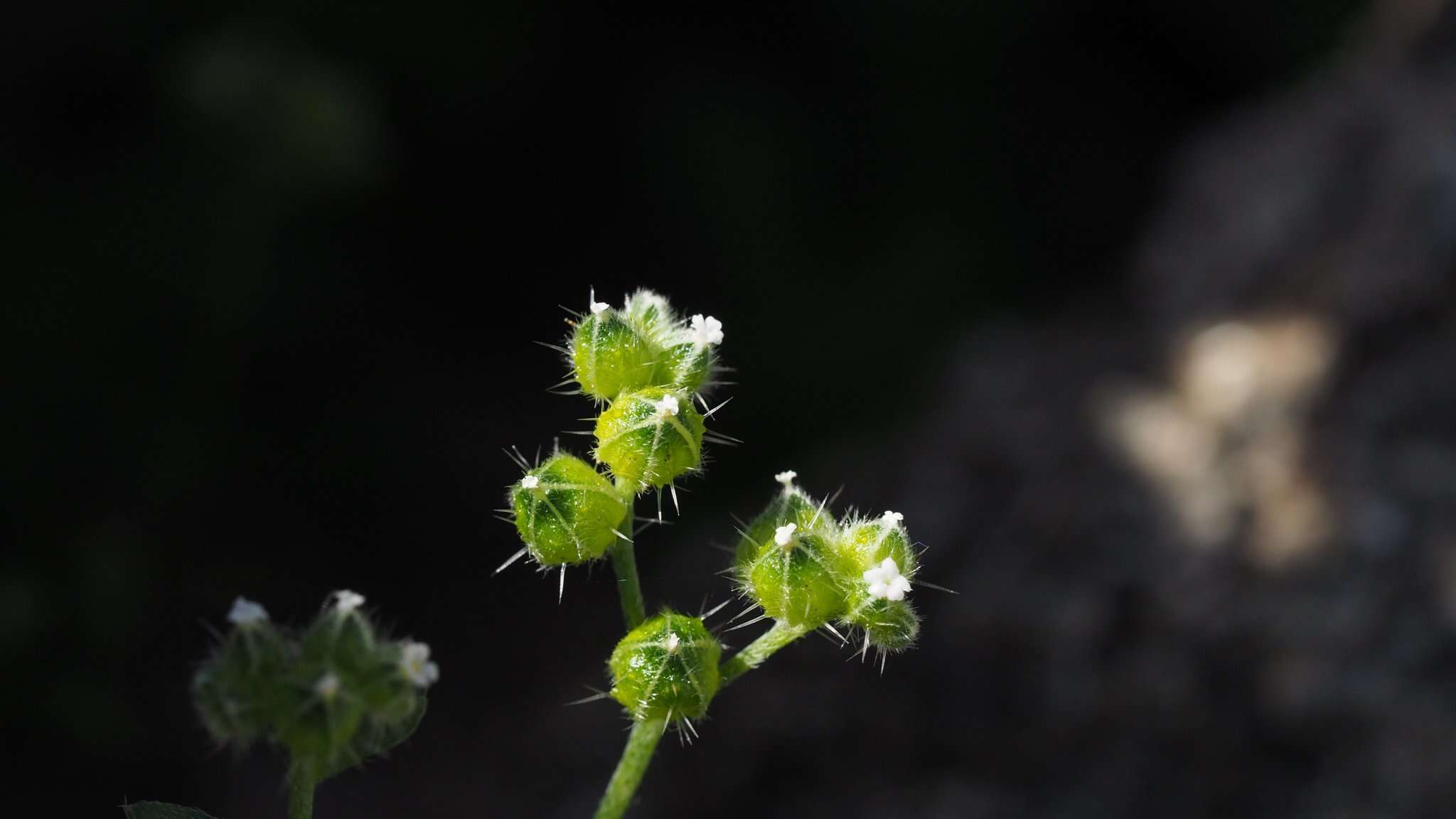 Plancia ëd Cryptantha pterocarya var. cycloptera (Greene) J. F. Macbr.