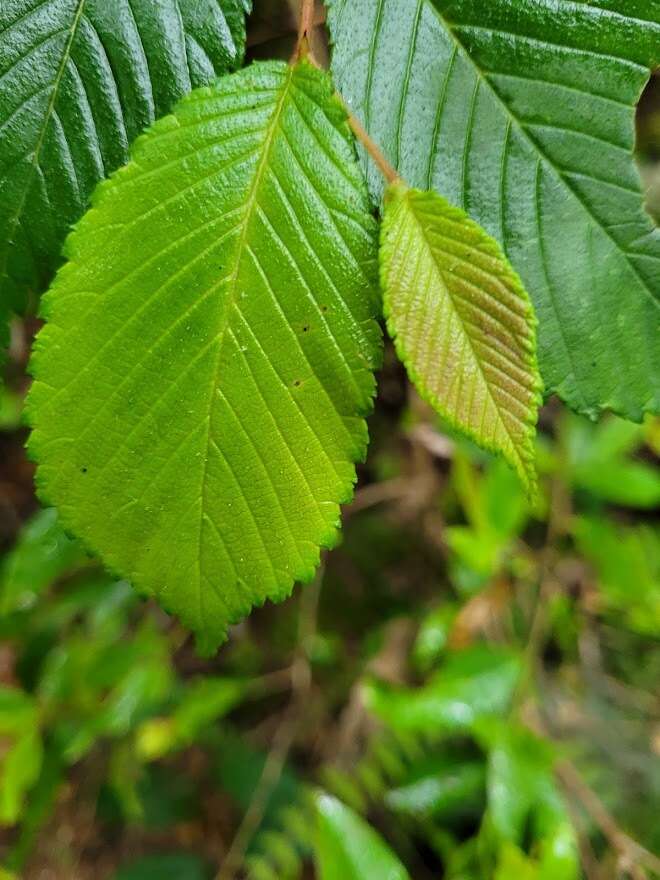 Image of Ulmus uyematsui Hayata