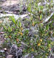 Image de Dodonaea hexandra F. Müll.