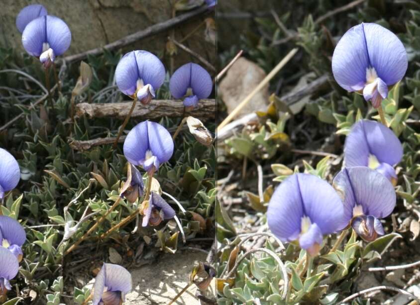 Image of Lotononis argentea Eckl. & Zeyh.