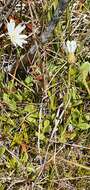 Image of Bog Mountain Daisy