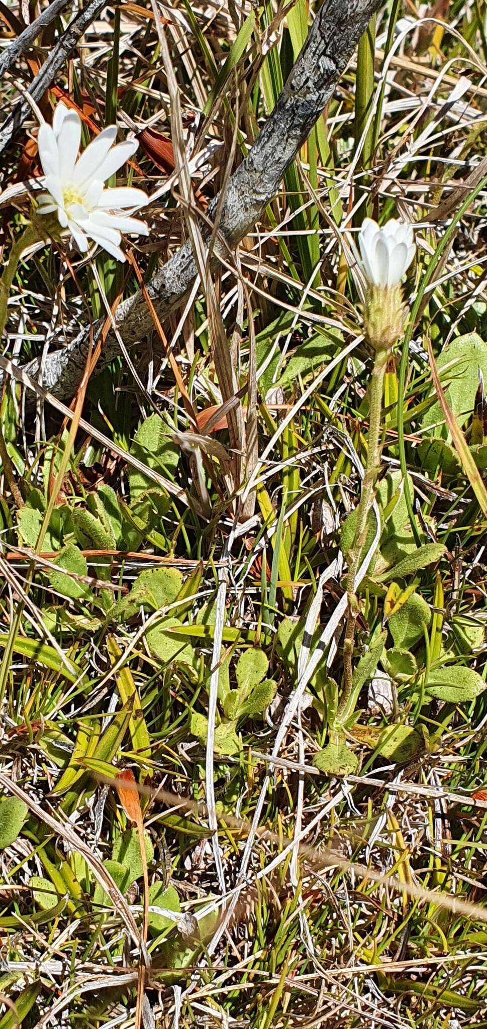 Image of Celmisia glandulosa Hook. fil.