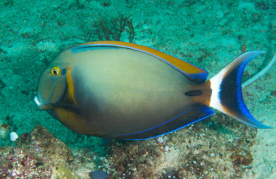 Image of Blackspot surgeonfish