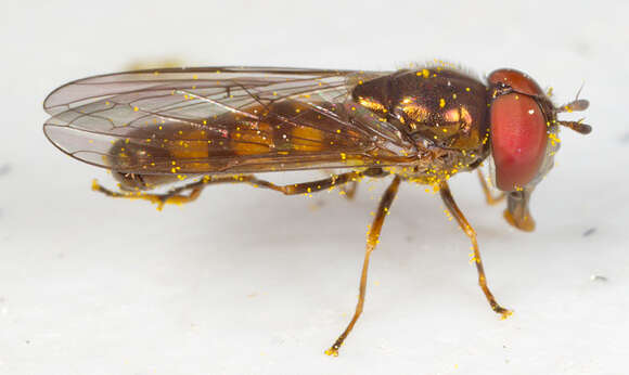 Слика од Melanostoma mellina