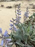 Image of Gulf Coast lupine